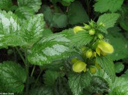 Image result for Lamium galeobdolon
