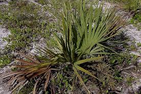 Image result for Sabal etonia
