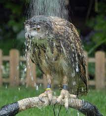 The World S Greatest Gallery Of Wet Owls Animals Funny Birds Owl