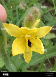 Image result for Hypoxis rigidula