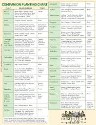 Companion Planting 101 W Garden Companion Planting Chart Homestead And Chill Companion Planting Chart Garden Companion Planting Companion Planting Vegetables