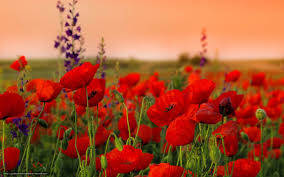 Tlcharger Fond D Ecran Coquelicots Rouge Champ Fleurs Fonds D Ecran Gratuits Pour Votre Rsolution Du Bureau Photo Coquelicot Fleur De Pavot Coquelicot Fleur