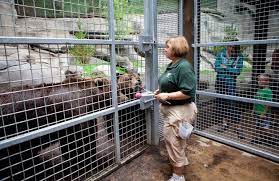 Bear Training At John Ball Zoo Fence Consultants Constructed The Fence That Houses The Grizzly Bears Zoo Grizzly Bear Zoo 2