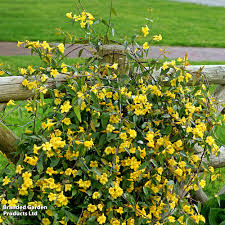 Image result for Gelsemium