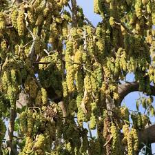 Image result for Phytolacca dioica