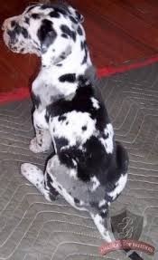 Pin By Dava White On Random Dane Puppies Great Dane Dane Dog