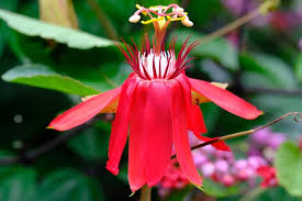 Image result for Passiflora vitifolia