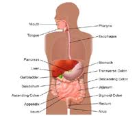 Anatomy And Function Of The Liver