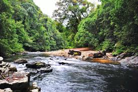 Is this gunung tahan, or some random mountain off of google? Taman Negara National Park Top 10 Things To Do Mutiara Taman Negara