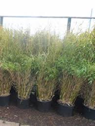 Leider können nicht alle bambuspflanzen im kübel gehalten werden. Welche Bambus Sorte Ist Als Kubelpflanze Gut Geeignet Fragen Bilder Pflanz Und Pflegeanleitungen Rund Um Das Thema Gartenpflanzen