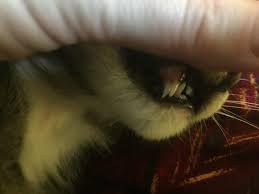 These first teeth are meant to help baby bite into and shear food into small pieces. My Approximately 6 Month Old Kitten Has Double Canines Are These Baby Teeth That He Will Eventually Lose His Sister Doesn T Have Them So It Just Made Me Wonder If I Should