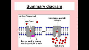 They change size and shape when put into solutions that are at a different concentration to the cell contents. 1 Characteristics 2 Organisation 3 Movement In Out Of Cells Mr Cartlidge S Senegal Science Blog