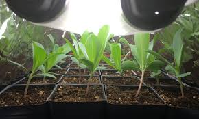 Growing flowers from seed can take some patience, but it's an inexpensive way to fill your garden with color. Jumpstarting Spring Starting Seeds Indoors Rutgers Master Gardeners Of Mercer County