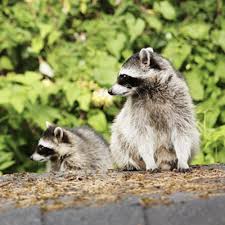 The raccoon wants to get up there using the cats head as a bit of purchase to drag itself up. How To Get Rid Of Raccoons Updated For 2020