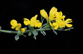 Image result for Dichilus