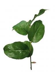 Bindegrun Online Bestellen Blumigo Pflanzenblatter Blumen Schnittblumen