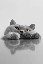 Why Are Cats Better Than Puppies In 2020 Kittens Cutest Cute Animals Cute Animal Pictures