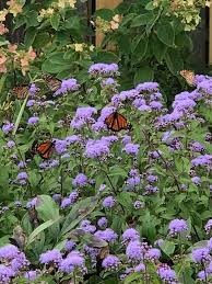 Garden Scenes From Northern Ohio Finegardening In 2020 Pollinator Garden Design Monarch Butterfly Garden Perennials