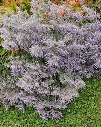Image result for Limonium