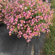 Image result for Jamesbrittenia