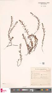 Image result for Laurembergia