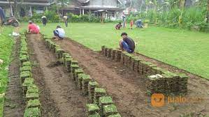 Biar deretan tanaman hiasmu makin indah, kamu bisa menggunakan djungelgurka, pot anyaman dari ikea yang akan menciptakan kesan natural. Beli Rumput Jepang Di Jogja Rumput Jepang Yogyakarta Yogyakarta Jualo