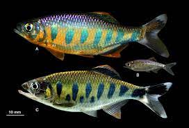 It is found in southern karnataka and northern kerala. Barilius Canarensis Plazi Treatmentbank