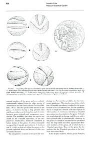 Image result for Savannosiphon