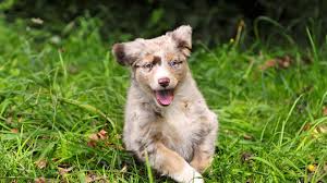 Cool Dogs Images Creative Common 16