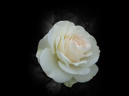 Browse rose white background free royalty free images for every day and commercial use red rose. White Rose Widescreen