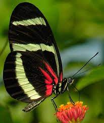 Quelonias Imagenes Y Fotos Especies De Mariposas Mariposas De Colores Fotos De Mariposas