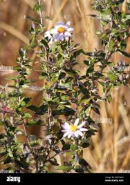 Image result for Athrixia phylicoides