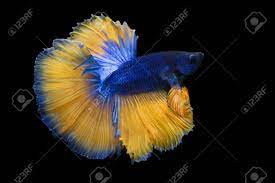Sign in to check out. Image Of Betta Fish Isolated On Black Background Action Moving Stock Photo Picture And Royalty Free Image Image 82654821