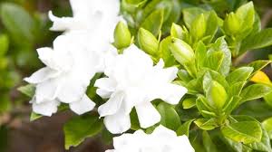 Clip three gardenia blooms just below the first set of leaves and place in a bud vase for a fragrant and natural decorative touch indoors. Growing Gardenias Burke S Backyard