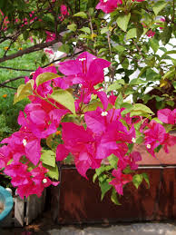 Formación:el distrito cuenta con 5 colegios para tu formación o la de los tuyos. Bougainvillea Glabra Wikipedia La Enciclopedia Libre