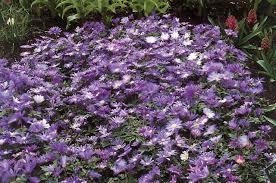 This plant is sometimes known as grecian windflower. Anemone Blanda Blue Shades For The Shady Parts Of The Garden