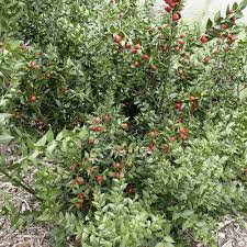 Image result for Ruspolia australis