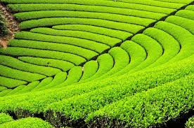 When their trunks are thick and gnarled, they show that their age is much. A Guide To Picturesque Tea Plantations In Wazuka Kyoto