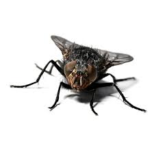 We specialize in standard bred driving horses and draft horses (percheron and belgians). How To Get Rid Of Flies Updated For 2021