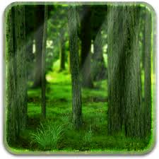 Forest Icon Transparent Forest Png Images Vector Freeiconspng Find the best free stock images about forest png. forest icon transparent forest png
