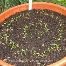 Carrots In A Bucket Growing Vegetables Growing Carrots Plants