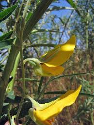 Image result for Crotalaria annua