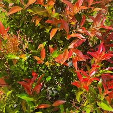 Image result for Eugenia malangensis