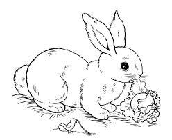 Realistic Rabbit Coloring Pages Bunny Coloring Pages Easter Bunny Colouring Animal Coloring Pages