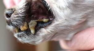 In the process, it also produces tiny, rough, microscopic grooves in the enamel of the tooth. Does Kibble Clean Your Dog S Teeth Find Out Proud Dog Mom
