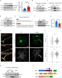 Consisting of guitarist/vocalist herbie langhans, guitarist florian gottsleben, bassist markus beck, and drummer mike pflüger. Gsap Regulates Mitochondrial Function Through The Mitochondria Associated Er Membrane In The Pathogenesis Of Alzheimer S Disease Biorxiv