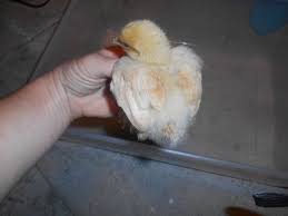 Day old cochin bantam chicks. Bantam Cochin Chicks 2 Weeks Old Coloring Questions Backyard Chickens Learn How To Raise Chickens