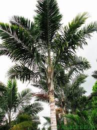 Image result for Syagrus