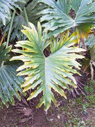 Maybe you would like to learn more about one of these? Split Leaf Philodendron Care Learn About Growing A Philodendron Selloum Plant
