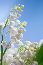 Find the perfect lily of the valley drawing image. Poisonous Plants 11 Common Varieties Are A Health Risk